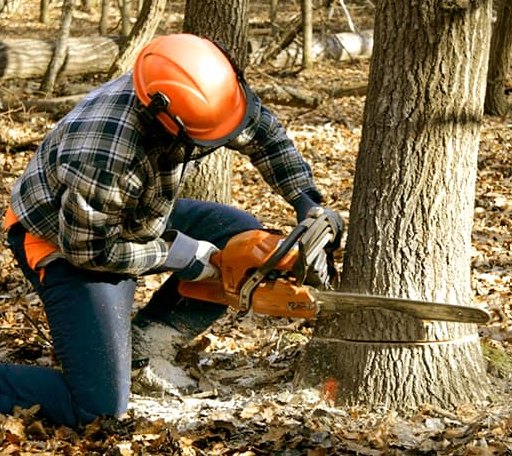 Tree Removal in Petal, MS